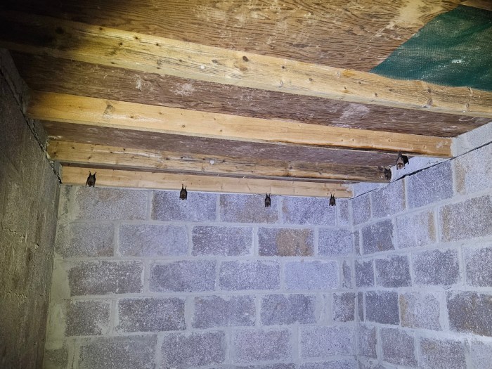 Greater horseshoe in cellar of Wadbury Bat House