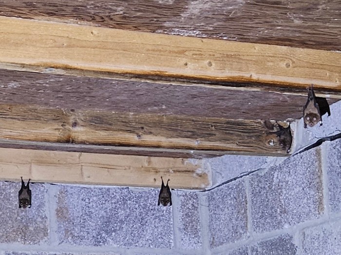 Closer view of greater horseshoe in cellar of Wadbury Bat House