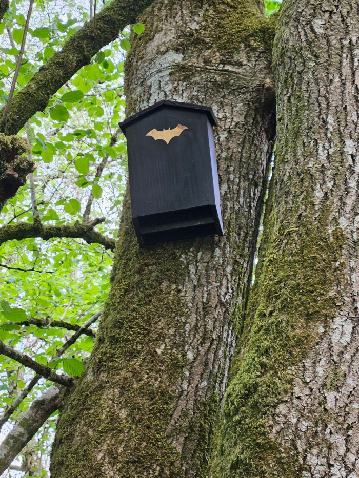New "mystery" bat box at Edford Woods