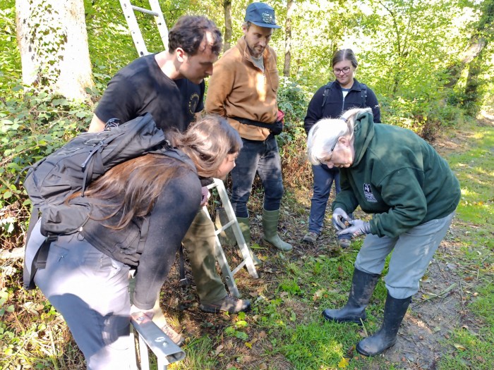 Looking at a Soprano Pipistrelle in Edford Woods - 28th Sept 25