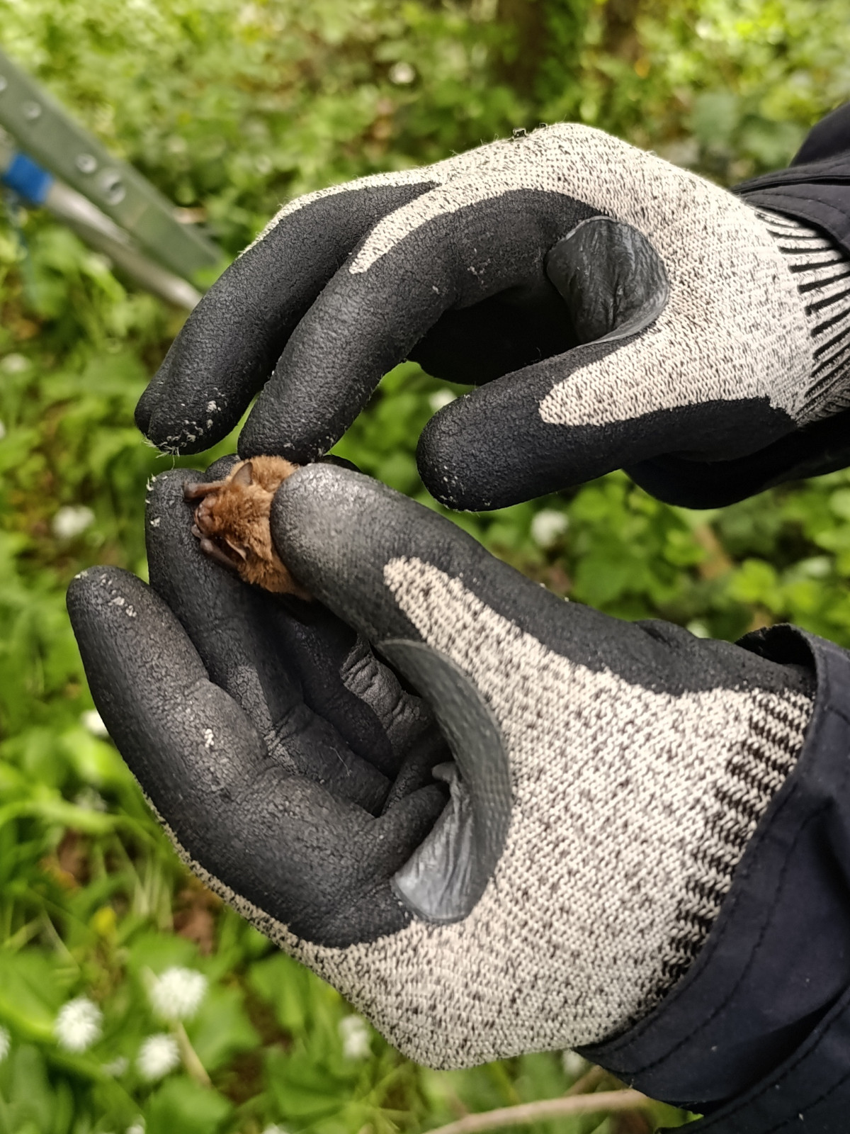 Soprano Pip at Kings Castle Woods Bat Box Checks - 2nd May 2026