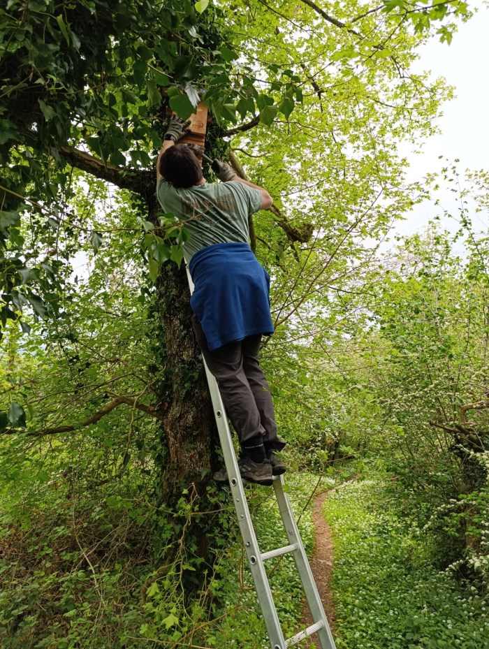 Installing new Kent Bat Boxes at Kings Castle Woods Bat Box Checks - 2nd May 2026