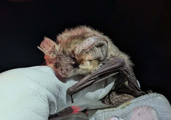 Male grey long-eared caught and tagged on 24th May 2026