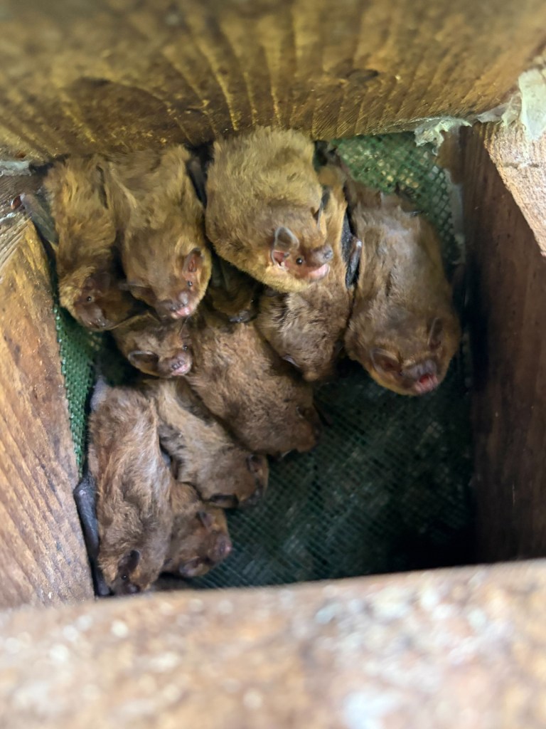 A busy bat box