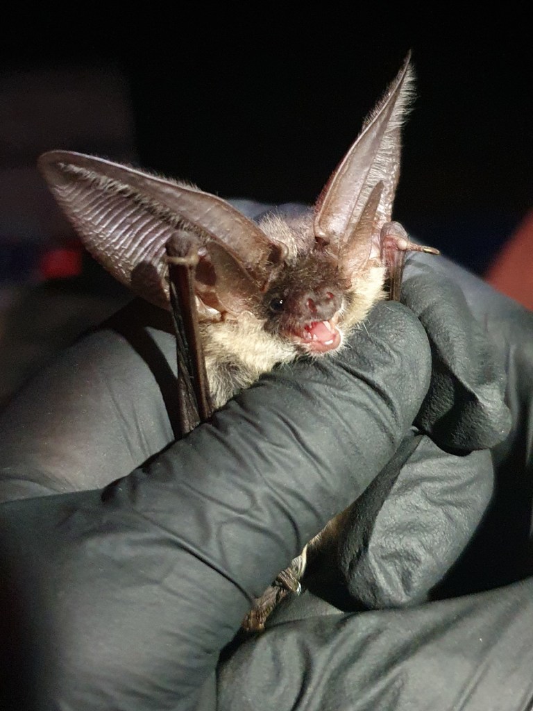 Grey long-eared - 21st Sept 2026