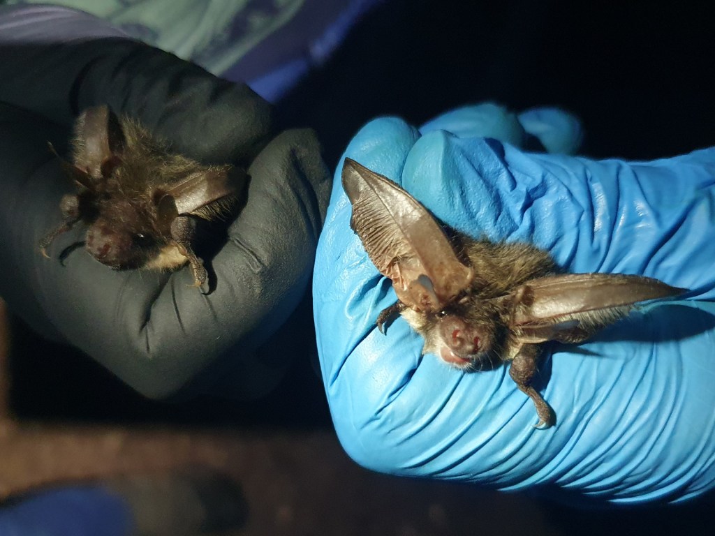 Two grey long-eared - 21st Sept 2026