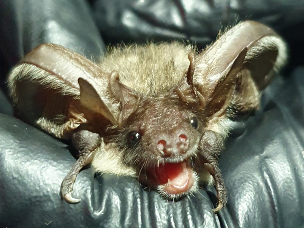 Grey Long Eared - 1st Oct 2026